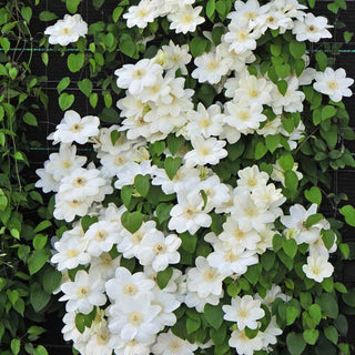 Clematis Guernsey Cream