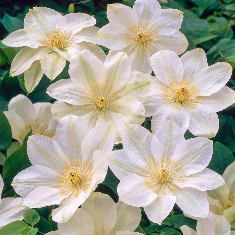 Guernsey Cream Clematis Large Flowered Type Spring Hill Spring guernsey-cream-clematis-large-flowered-type-spring-hill-spring