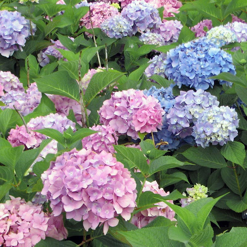 All Summer Beauty Hydrangea | Spring Hill – Spring Hill Nursery