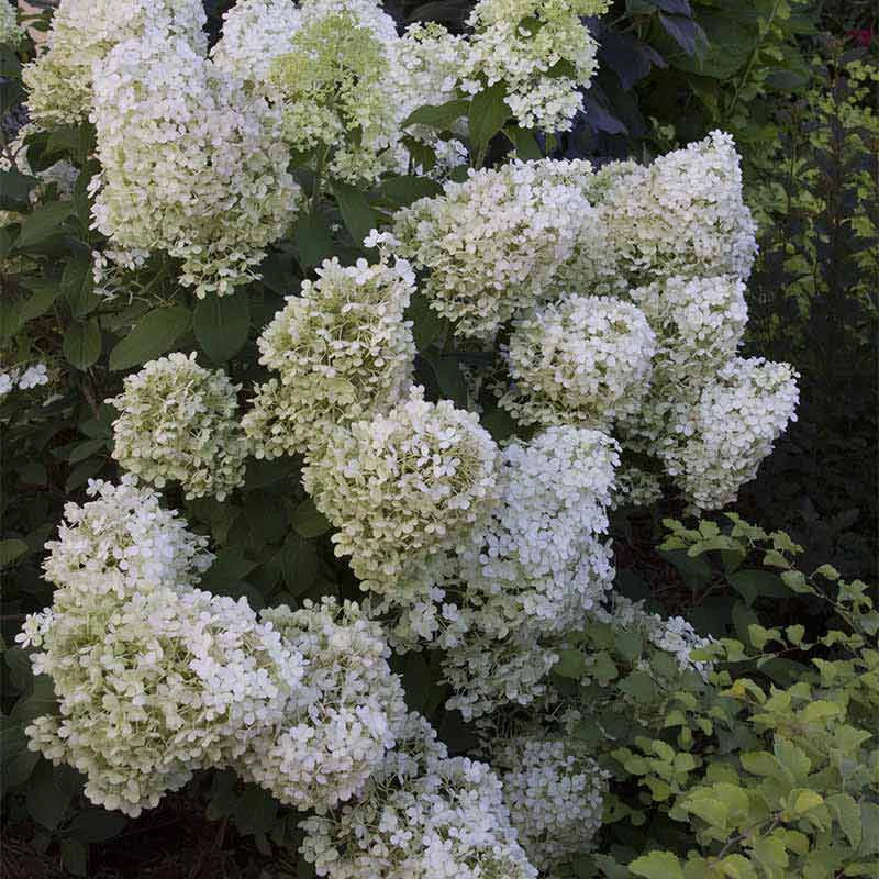 Bobo Hydrangea | Spring Hill Nurseries