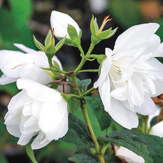 Snowbelle Mockorange