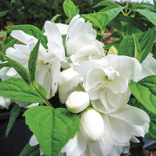 Snowbelle Mockorange