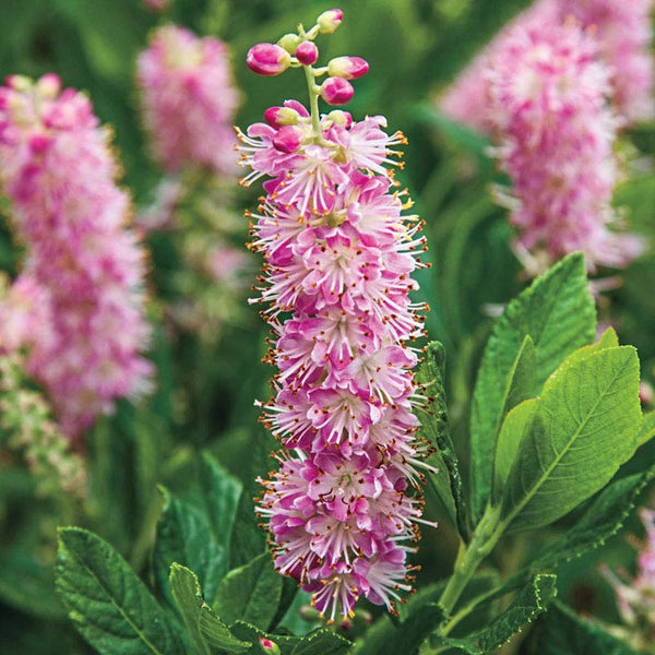 clethra plant Ruby Spice Summersweet - Ruby Spice Clethera