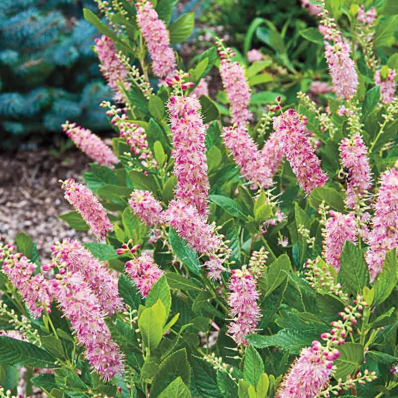 Ruby Spring Ruby Spice Summersweet - Ruby Spice Clethera | Spring Hill – Spring ...