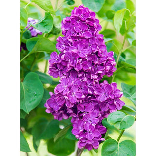 Yankee Doodle Lilac Shrub
