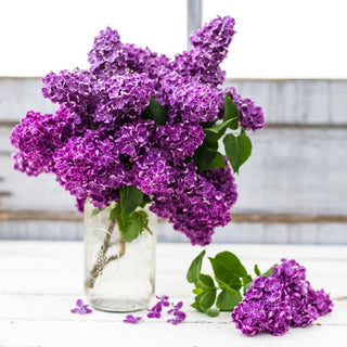 Yankee Doodle Lilac Shrub