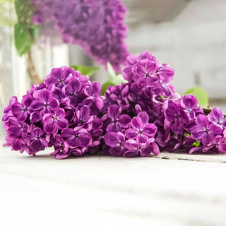 Yankee Doodle Lilac Shrub