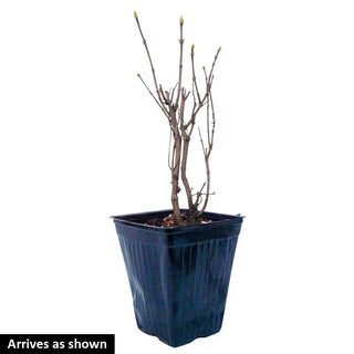 Yankee Doodle Lilac Shrub