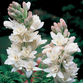 Double Tuberose The Pearl