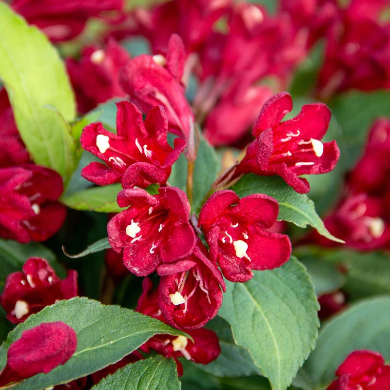 Maroon Swoon® Weigela