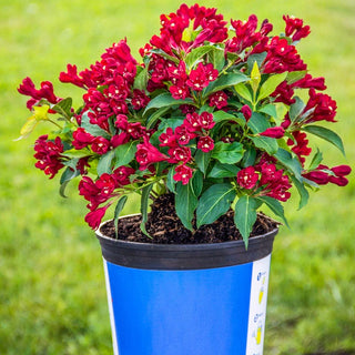 Maroon Swoon® Weigela