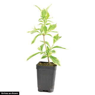 Maroon Swoon® Weigela