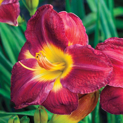 Passion for Red Daylily