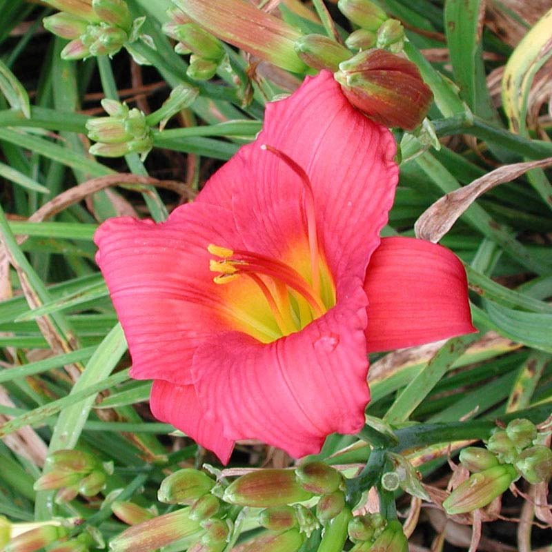 Little Business Reblooming Daylily