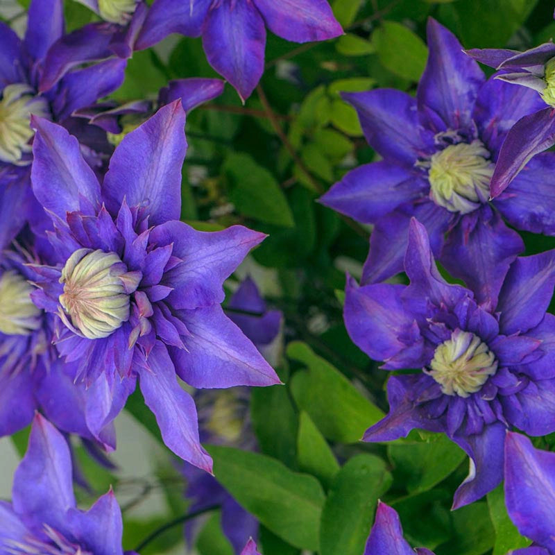 Clematis Multi Blue