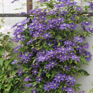 Clematis Multi Blue