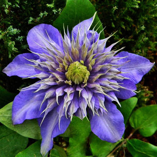 Clematis Multi Blue