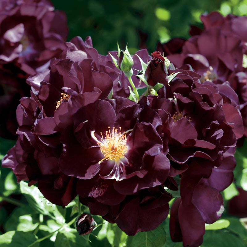 Night Owl™ Climbing Rose