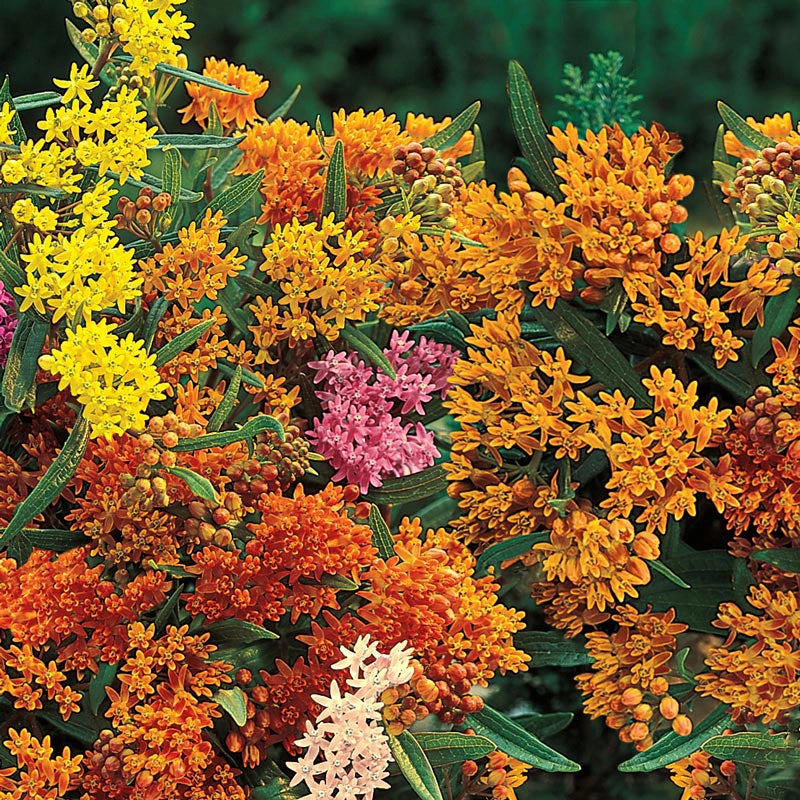 Gay Butterflies Butterfly Plant