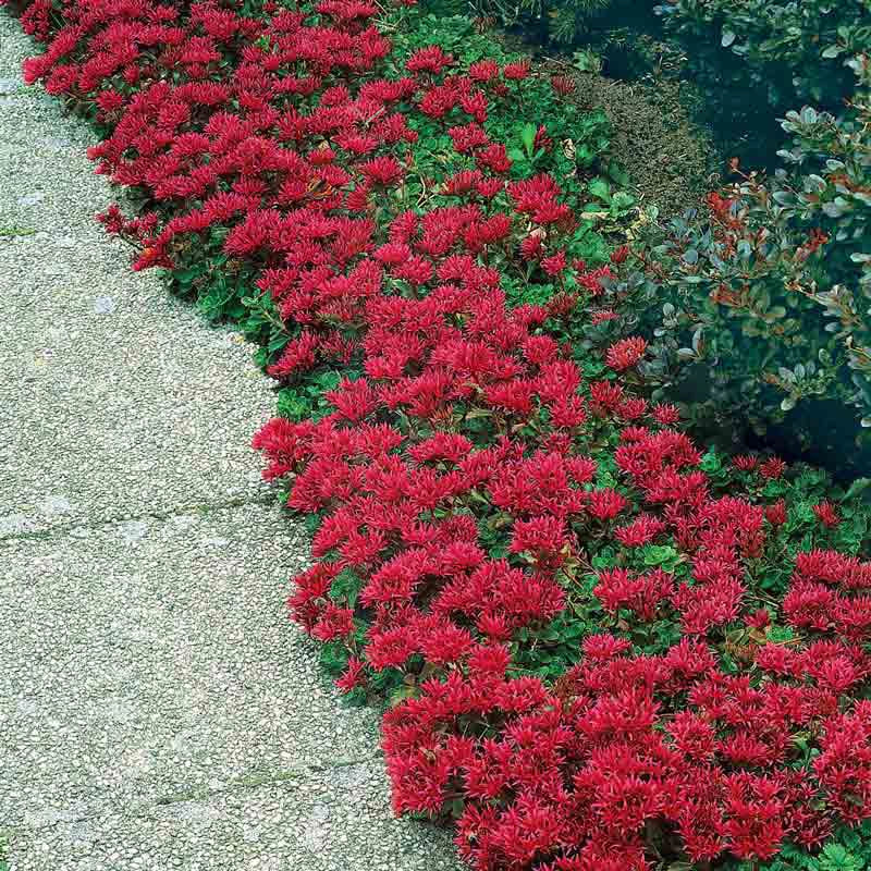 red flowering succulent ground cover Dragon's Blood Sedum