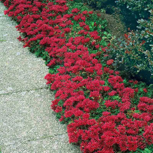 succulent ground cover with small red flowers Dragon's Blood Sedum