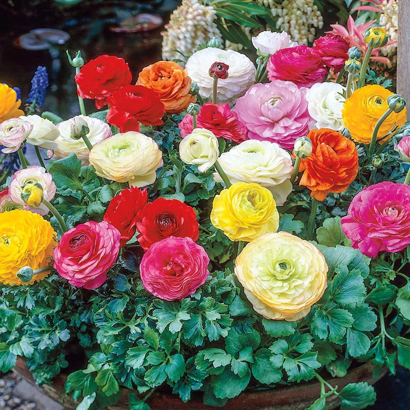 Mixed Ranuculus