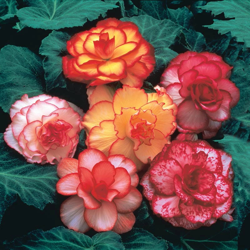 Picotee Begonia Mix