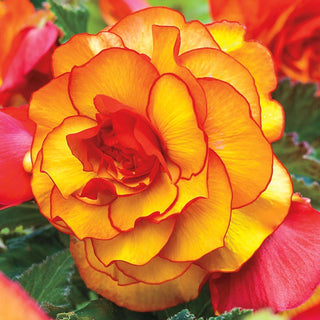 Picotee Begonia Mix
