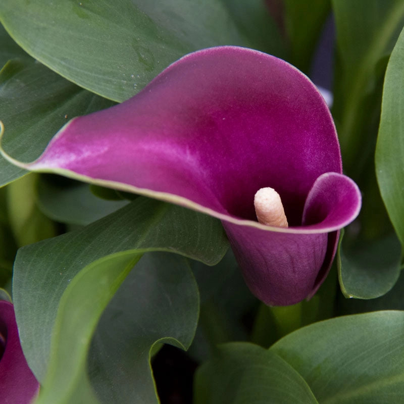caillou lily flower Flower Power Calla lily