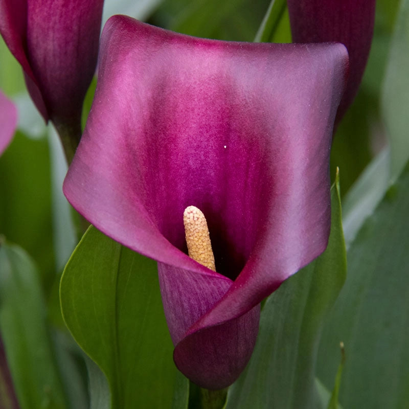 caillou lily flower Flower Power Calla lily