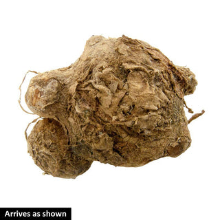 Flower Power Calla lily