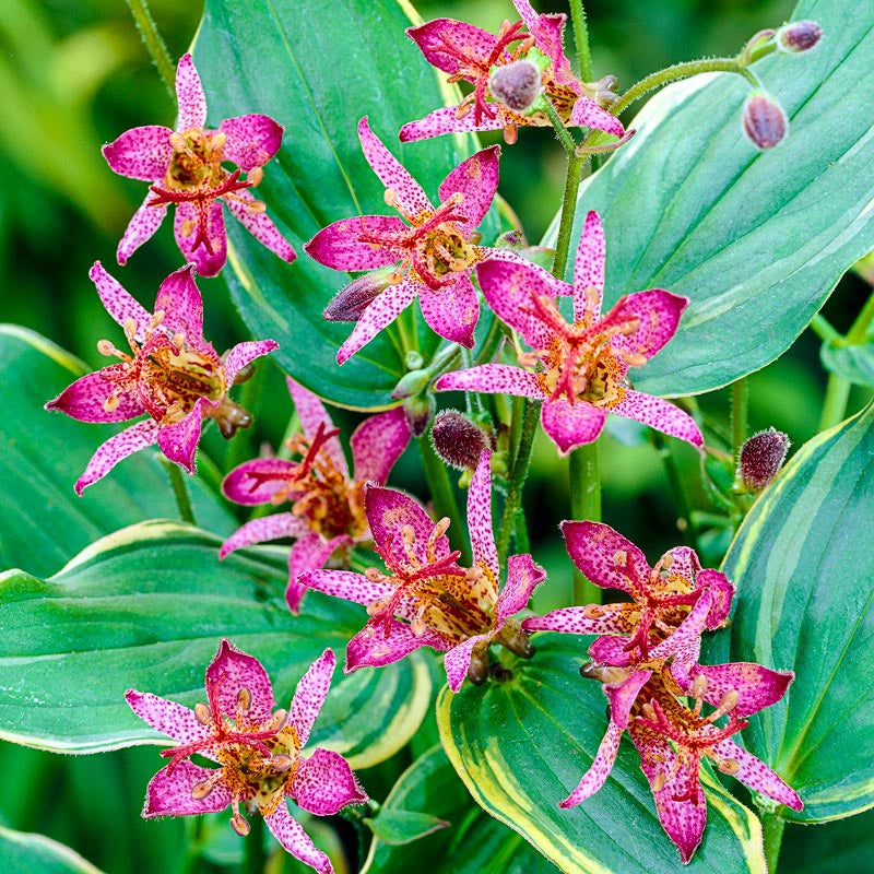 Gilt Edge Toad Lily