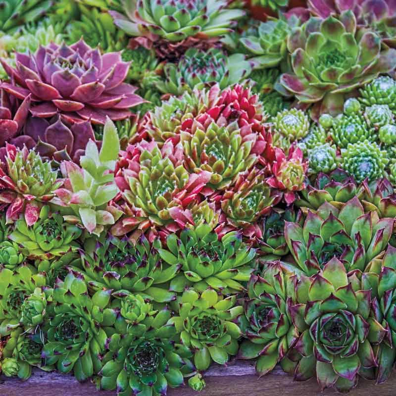 indoor hen and chicks plant Hens & Chicks Mix