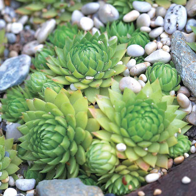 difference between hens and chicks and succulents Hens & Chicks Mix Succulents