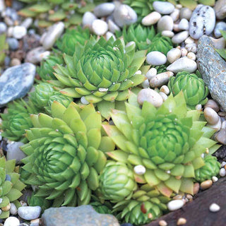 Hens & Chicks Mix