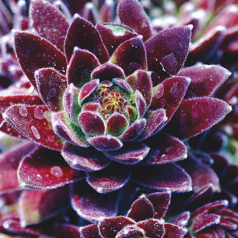 succulent plants chicks and hens Hens & Chicks Mix