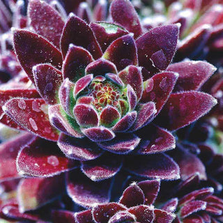 Hens & Chicks Mix