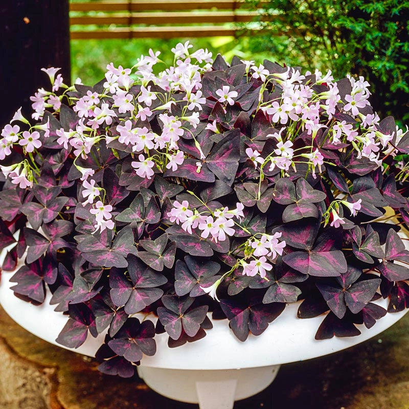 red clover indoor plant Burgundy Shamrock