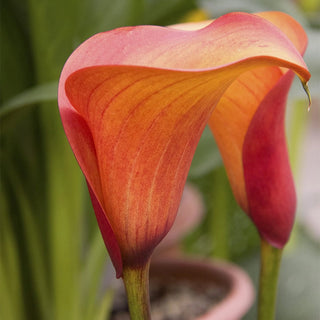 Flame Calla Lily
