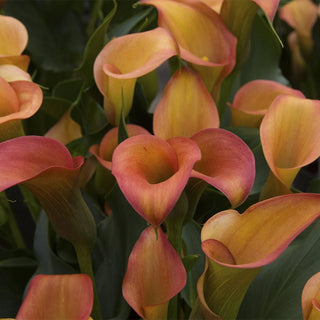 Flame Calla Lily