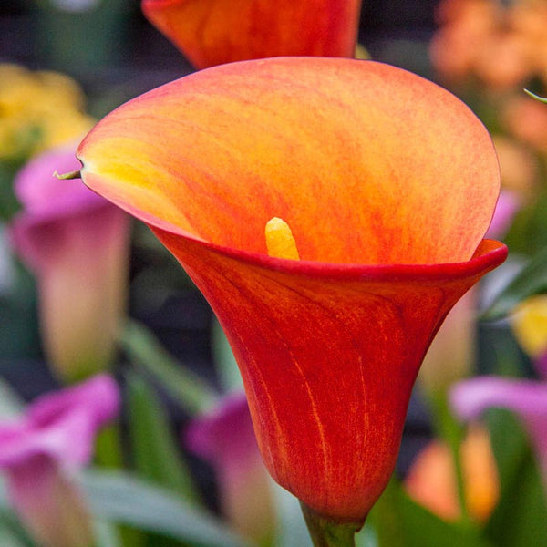 orange calla lily flower Flame Calla Lily - Tender Bulbs