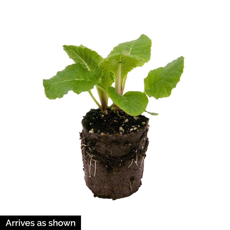 Bumble Bee Primrose Shop Flowers for Shade Spring Hill Nurseries