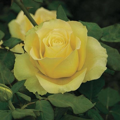 St Patrick™ Rose