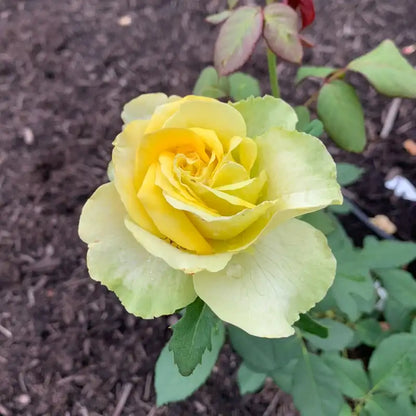 St Patrick™ Rose