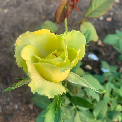 St Patrick™ Rose