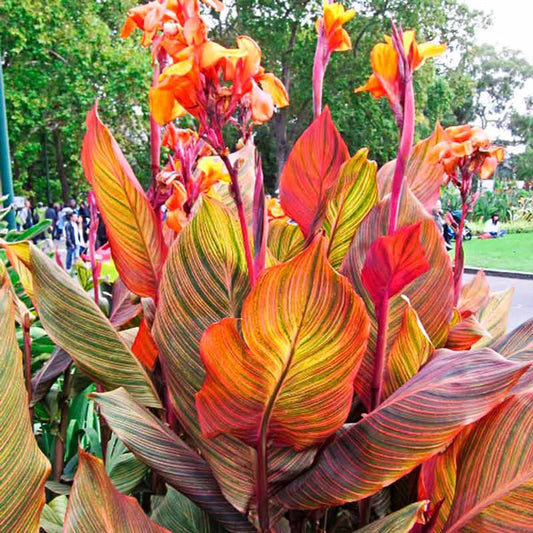 white canna lily bulbs for sale Phasion Variegated Canna Lily | Buy Canna Lilies