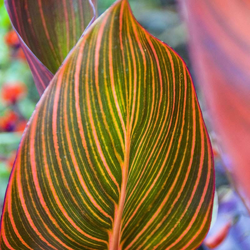 Phasion Variegated Canna Lily, Buy Canna Lilies