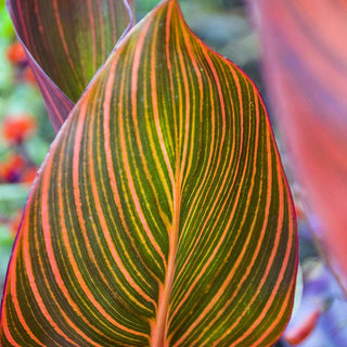 Phasion Variegated Canna Lily