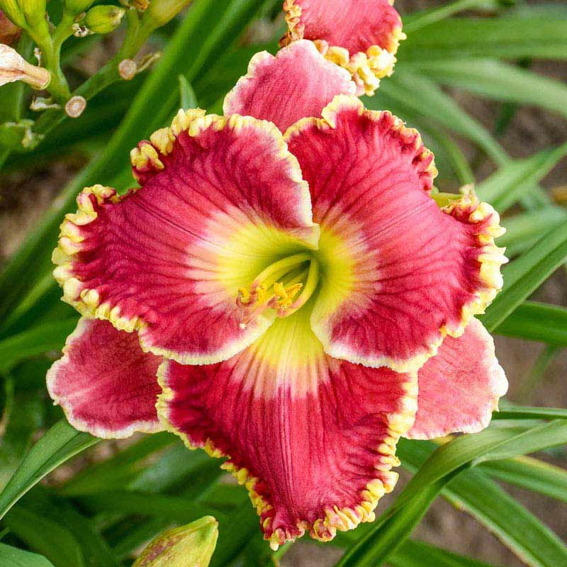 Born To Run Reblooming Daylily