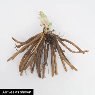 Born To Run Reblooming Daylily